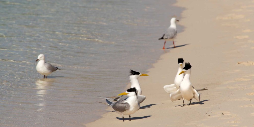birds1